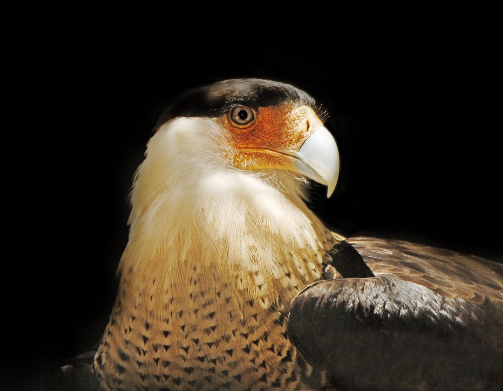 Crested caracara close-up at Audubon Center for Birds of Prey