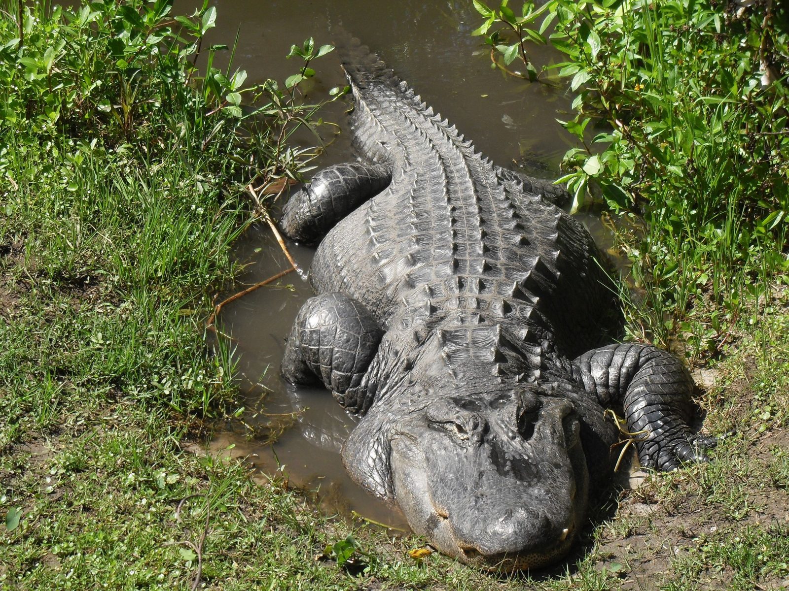 Alligator resting on grass at Central Florida Zoo