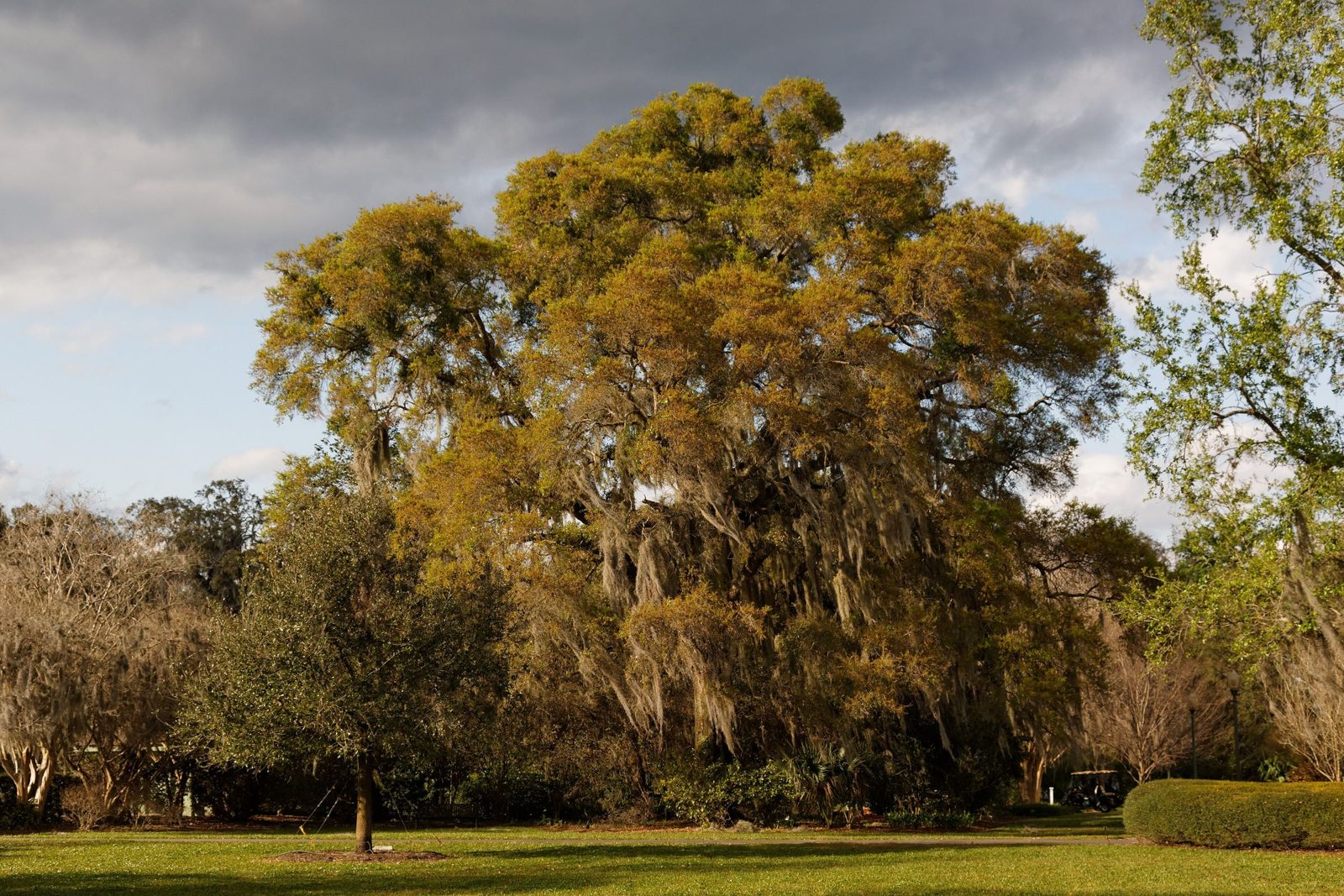 Big moss-hung oaks over the lawns at Harry P. Leu Gardens