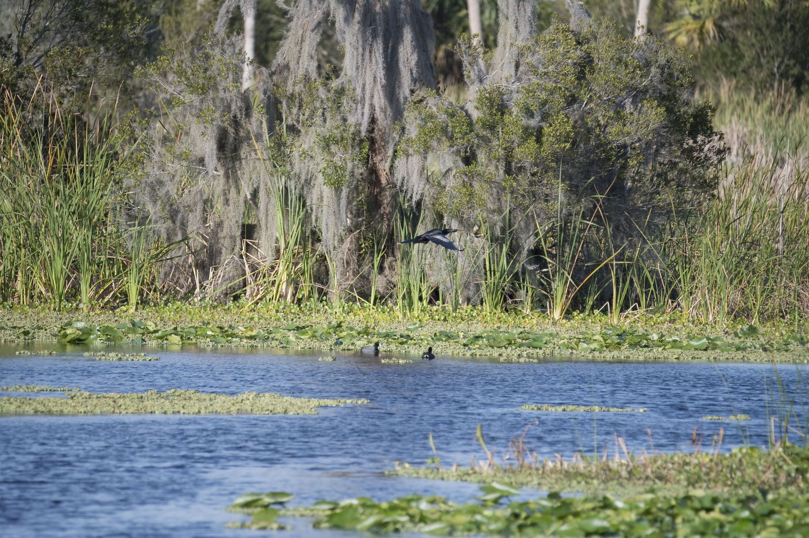 Marsh with moss-draped trees at Orlando Wetlands Park