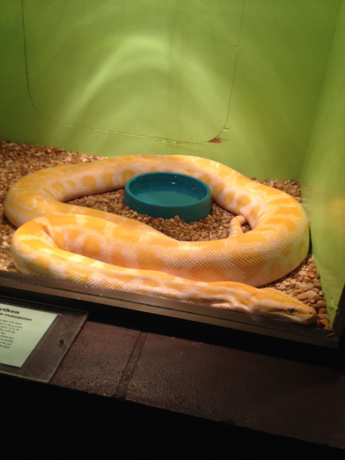 Albino Burmese python coiled in a display