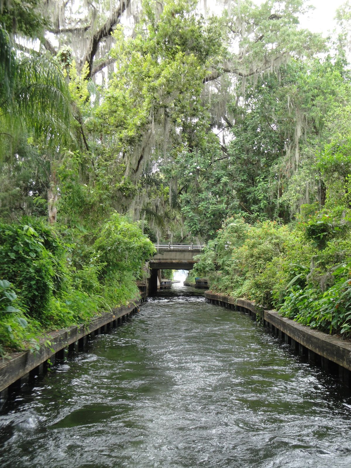 Moss-draped oaks and lush banks along a Winter Park chain-of-lakes canal